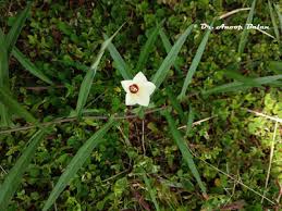 Image result for Xenostegia pinnata