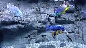 Dealing With African Cichlid Aggression