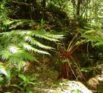 Image result for Cyathea mossambicensis
