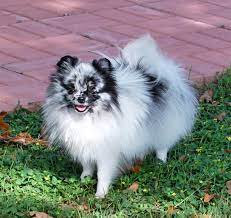 Voted number one pomeranian breeder in the midwest. Merle Pomeranains Dee Dee S Pomeranians
