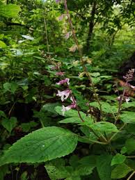 Image result for Orthosiphon thymiflorus