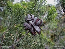 Image result for Callitris