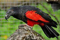 ✓ free for commercial use ✓ high quality images. 25 Pesquet S Parrots Ideas Parrot Birds Pet Birds