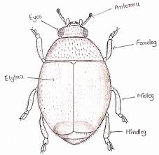 Public health pesticide workshops are one of the most important services of advance. Mass Production And Quality Of Biological Control Agents For Pest Management Springerlink
