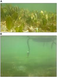 Image result for Halophila ovalis