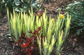 Image result for Moraea spathulata