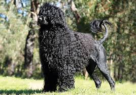 If you think a portuguese water dog could be right for you, consider a rescue! Portuguese Water Dog Breeds