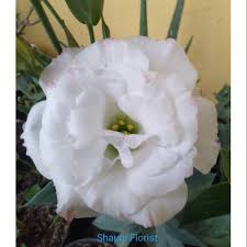 Apa yang kamu gambar? tanya sang pelatih sambil memperhatikan mawar yang sedang di gambar. Bunga Lishiantus Mawar Tak Berduri Shopee Indonesia