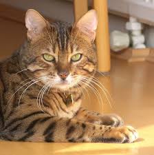 صور ومعلومات عن قط البنغال المرسال