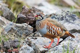 Image result for Alectoris rufa