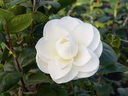 Check spelling or type a new query. Favorite Camellia Varieties Plus Expert Planting And Growing Tips Hgtv