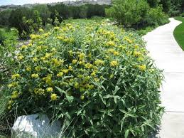 Image result for Phlomis fruticosa