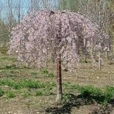 Onlineplantcenter 7 Gal Pink Weeping Cherry Tree P006g7 The Home Depot Weeping Cherry Tree Weeping Mulberry Tree Cherry Tree