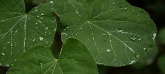 Resultado de imagen para jardÃ­n lluvia