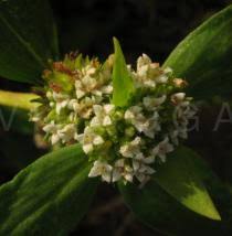 Image result for Spermacoce ruelliae