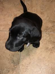 2 weeks old on wednesday, ready to go to their new homes on 2nd june. 7 Week Old Black Lab Puppy Off 55 Www Usushimd Com