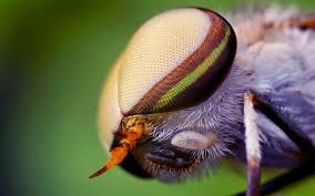 Wildlife Wallpapers Hd Group 82 Here are only the best wildlife wallpapers. wildlife wallpapers hd group 82