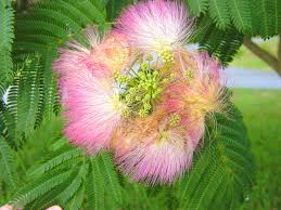 Check spelling or type a new query. Mimosa Tree Plants Of Overton Park 39 S Old Forest Memphis Tn Inaturalist