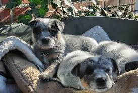 M i d l e r was a stumpy tail like her 100% australian stumpy tail heeler sire. Australian Cattle Dog Aka Blue Heeler Puppies The Ultimate Guide For New Dog Owners The Dog People By Rover Com