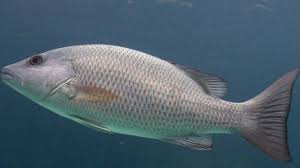 Check spelling or type a new query. Bulan Musim Ikan Kakap Putih 14 Jenis Ikan Kakap Ciri Fisik Karakteristik Harga Dan Gambar Hewan Id Ikan Kakap Menjadi Salah Satu Bahan Masakan Yang Menyuguhkan Rasa Gurih Dan Nikmat Dewita Tasna