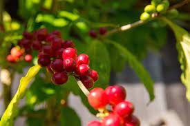 Coffee Trees Produce Berries Called Coffee Cherries That Turn Bright Red They Are Ready To Pick This Is The Fruit Of T Hawaiian Coffee Kona Coffee Coffee Tree