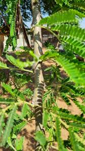 Image result for Acacia exuvialis