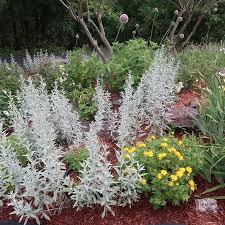 And it will still bloom in the spring afterward. Mystery Monarda Artemesia And Blue Star Creeper
