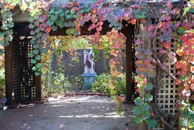 More images for vitis californica (california wild grape) » Vitis Californica X Vinifera Rogers Red Landscape Plants Oregon State University