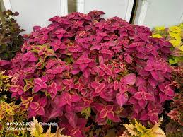 See more of pokok ati ati or coleus by ima on facebook. Pokok Ati Ati Or Coleus By Ima Home Facebook