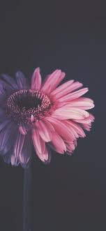 Wallpaper Mobile Wallpaper Wallpaper Iphone Solid Color Wallpaper Colorful Wallpaper Lands Best Flower Wallpaper Iphone Wallpaper Vintage Simple Wallpapers