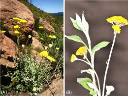 Image result for Gnaphalium