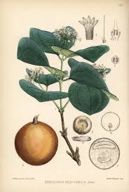 Image result for Strychnos