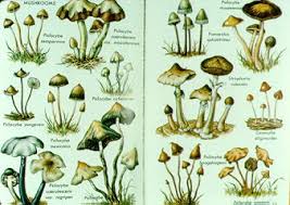 chapter 22 poisonous and hallucinogenic fungi