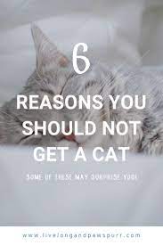 Why You Should Not Get A Cat Kitten Adoption Cat Adoption Cat Advice