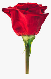 Wake up while thinking about what you will be able to achieve today. Rosa Bild Red Rose Good Morning Image Download