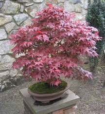 These are the trees to line walkways or plant near koi ponds. Acer Atropurpureum Japanese Dwarf Maple Crimson In Spring Bronze Purple In Summer 19 Cm Pot 45 60cm In Height 24 99 Broadway Road Nurseries