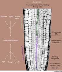 Plant cells vary greatly in shape. The Phloem As A Mediator Of Plant Growth Plasticity Sciencedirect