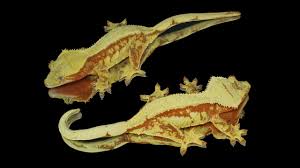 This kind of morphs typically has a cream dorsal flame pattern. Top 10 Crested Gecko Morphs Updated Version Youtube