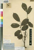 Image result for Rourea thomsonii