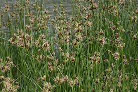 Image result for Bolboschoenus