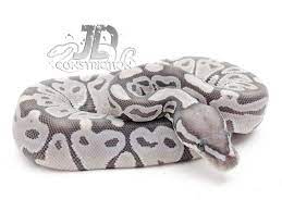 Axanthic Ghost Snake Keeper Line Morph List World Of Ball Pythons Python Regius Ball Python Cute Snake
