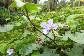 Image result for Solanum richardii