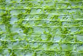 Image result for Elodea