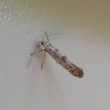 Image result for argyresthia thuiella thuja symptoms