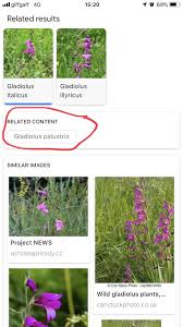 › best plant id app for iphone. Google Is The Best Plant Id App And It Will Only Get Better Jack Wallington Garden Design Ltd