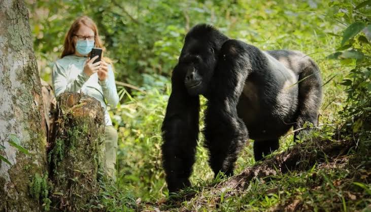 8 Days Gorillas, Chimps and Big Game
