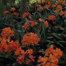 Orange is a warm, vivid color that stimulates and creates a sense of excitement. Keith Hammett Orange Clivia Order Clivia Online Bulbs Direct Nz