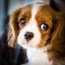 30 Adorable Puppies Even The Grumpiest Person Can T Help But Smile At Cute Puppy Pictures Puppy Dog Eyes Really Cute Puppies