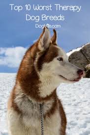 Top 10 Worst Therapy Dog Breeds Http Www Dogvills Com Therapy Dogs Breeds Service Dogs Breeds Dog Breeds