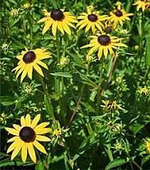 We did not find results for: 130 Drought Tolerant Plants For Northern California Ideas In 2021 Drought Tolerant Plants Plants Drought Resistant Plants